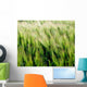 Barley, Co Down Wall Mural