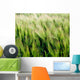 Barley, Co Down Wall Mural
