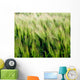 Barley, Co Down Wall Mural