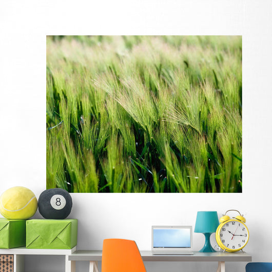 Barley, Co Down Wall Mural