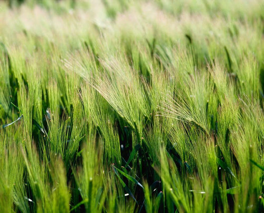 Barley, Co Down Wall Mural