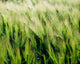 Barley, Co Down Wall Mural