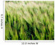 Barley, Co Down Wall Mural