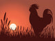 rooster greeting sunrise Wall Mural