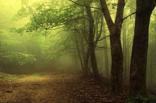 Green Forest with Fog Wall Decal