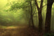 Green Forest with Fog Wall Decal