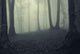 Fog Dark Forest Wall Decal