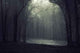 Light Forest Wall Decal Design 2