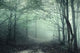 Fog Forest Wall Decal