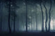 Forest Fog Wall Mural