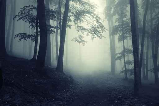 Forest Wall Decal Design 2