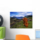 Highland Cattle, Scotland Wall Mural