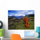 Highland Cattle, Scotland Wall Mural