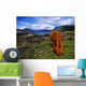 Highland Cattle, Scotland Wall Mural