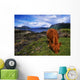 Highland Cattle, Scotland Wall Mural
