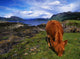 Highland Cattle, Scotland Wall Mural