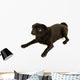 fond of looking pug Wall Decal