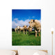 Cattle, Charolais Wall Mural