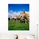 Cattle, Charolais Wall Mural