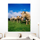 Cattle, Charolais Wall Mural