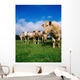 Cattle, Charolais Wall Mural