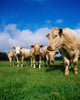 Cattle, Charolais Wall Mural