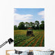 Weeding A Cabbage Field, Ireland Wall Mural