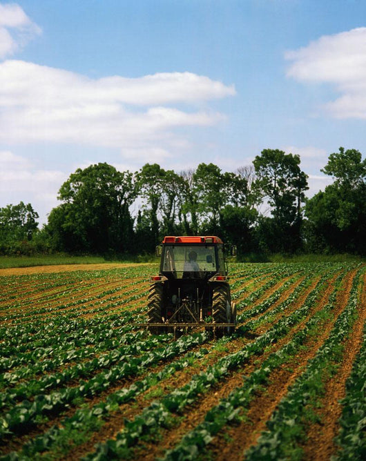 Weeding A Cabbage Field, Ireland Wall Mural