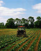 Weeding A Cabbage Field, Ireland Wall Mural
