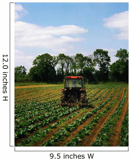 Weeding A Cabbage Field, Ireland Wall Mural