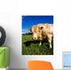 Charolais Bull, Ireland Wall Mural