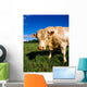 Charolais Bull, Ireland Wall Mural
