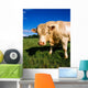 Charolais Bull, Ireland Wall Mural