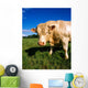Charolais Bull, Ireland Wall Mural