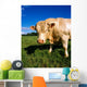 Charolais Bull, Ireland Wall Mural