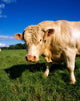 Charolais Bull, Ireland Wall Mural