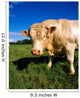 Charolais Bull, Ireland Wall Mural