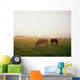 Hereford Cattle, Ireland Wall Mural