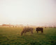 Hereford Cattle, Ireland Wall Mural