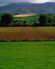 Sugar Beet Wall Mural