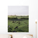 Friesian Bullocks, Ireland Wall Mural