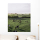Friesian Bullocks, Ireland Wall Mural