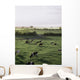 Friesian Bullocks, Ireland Wall Mural