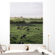 Friesian Bullocks, Ireland Wall Mural