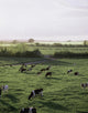 Friesian Bullocks, Ireland Wall Mural