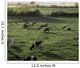 Friesian Bullocks, Ireland Wall Mural