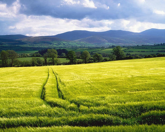 Barley Wall Mural