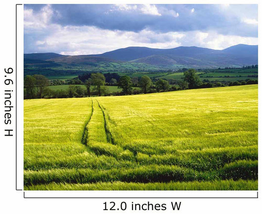 Barley Wall Mural