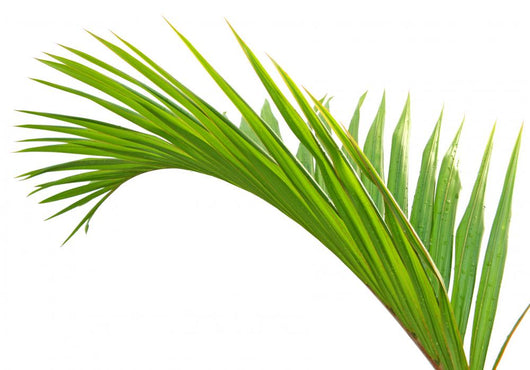 Palme Verte Fond Blanc Wall Mural