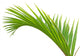 Palme Verte Fond Blanc Wall Mural